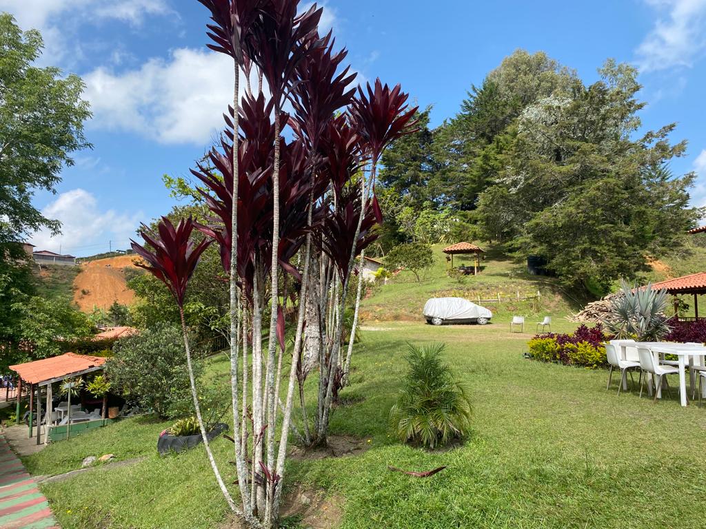 Zona verde del hogar con plantas de hojas rojizas, sillas y mesa blancas, y un kiosco al fondo